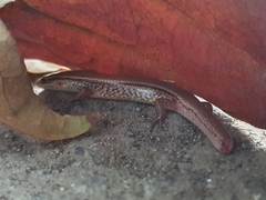 Subdoluseps bowringii