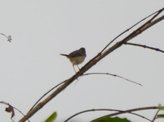 Cisticola anonymus