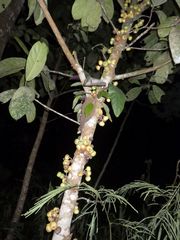 Ficus fistulosa