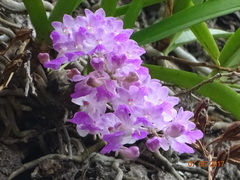 Aerides maculosa