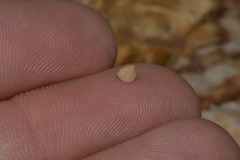 Calliostomatidae