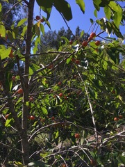 Petalostigma triloculare