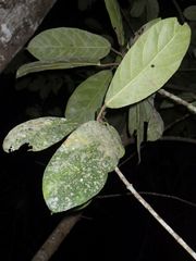 Ficus fistulosa