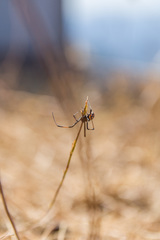 Latrodectus tredecimguttatus