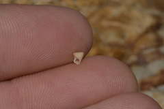 Calliostomatidae