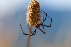 Latrodectus tredecimguttatus