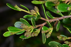 Dodonaea bursariifolia