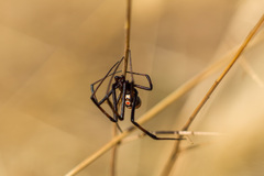 Latrodectus tredecimguttatus