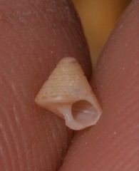 Calliostomatidae