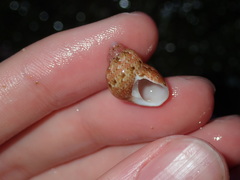 Phasianella ventricosa
