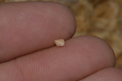 Calliostomatidae