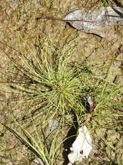 Eleocharis intermedia