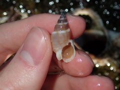 Nassarius particeps