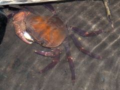 Malayopotamon brevimarginatum