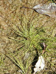 Eleocharis intermedia
