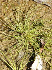 Eleocharis intermedia