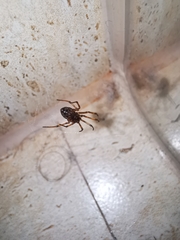 Parasteatoda tepidariorum