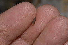 Coriophora fusca