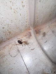 Parasteatoda tepidariorum