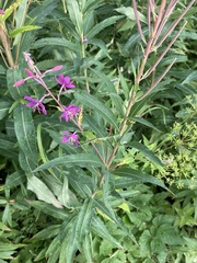 Chamaenerion angustifolium