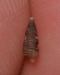 Coriophora fusca