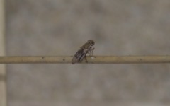 Trixoscelis obscurella