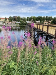 Chamaenerion angustifolium