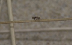 Trixoscelis obscurella