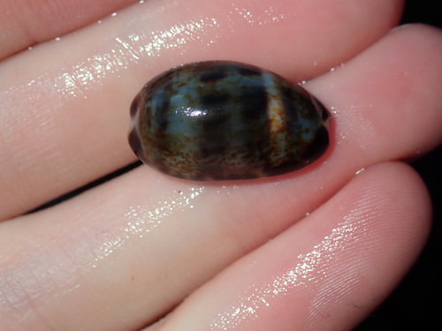 Cat Cowry