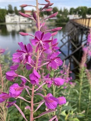Chamaenerion angustifolium