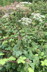 Heracleum sphondylium