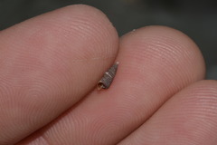 Coriophora fusca