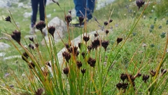 Juncus jacquinii