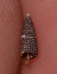 Coriophora fusca