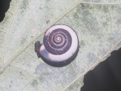 Landouria menorehensis