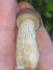 Boletus variipes