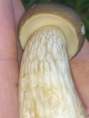 Boletus variipes