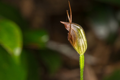 Pterostylis erecta
