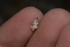 Cerithium columna
