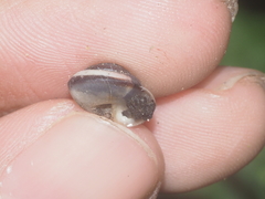 Landouria menorehensis