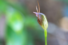 Pterostylis erecta