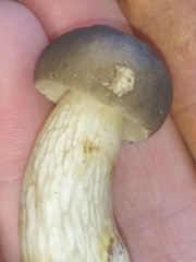 Boletus variipes