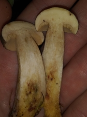 Boletus variipes