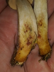 Boletus variipes