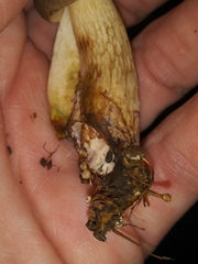 Boletus variipes