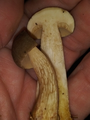 Boletus variipes