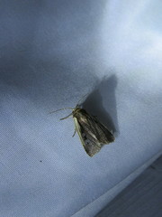 Ochropleura