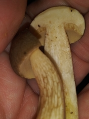 Boletus variipes