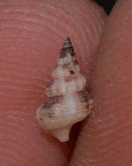 Cerithium columna
