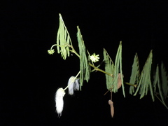 Zapoteca portoricensis
